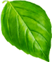 basil1